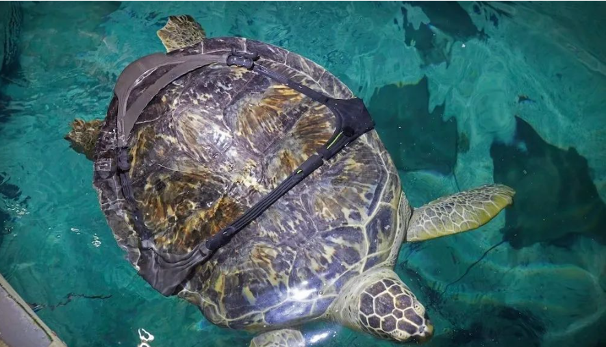 一只名叫夏洛特的海龜借助3D打印背帶再次獲得游泳能力 image